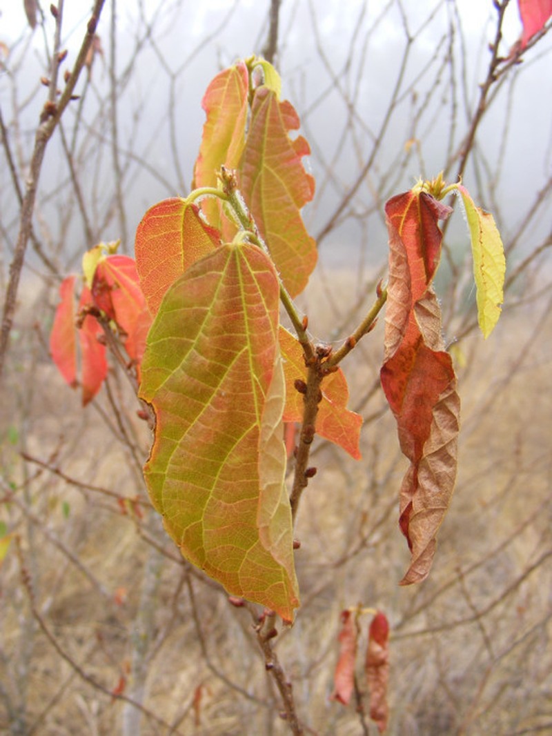 Alchornea laxiflora photo 3