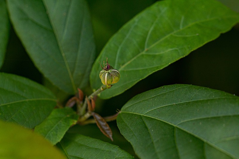 Alchornea laxiflora photo 4