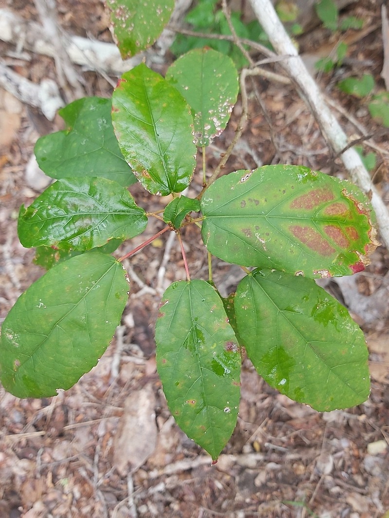 Alchornea laxiflora photo 5