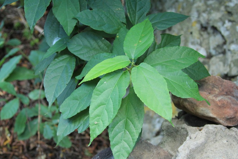 Alchornea laxiflora photo 6