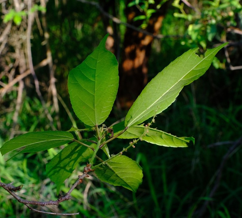 Alchornea laxiflora photo 7