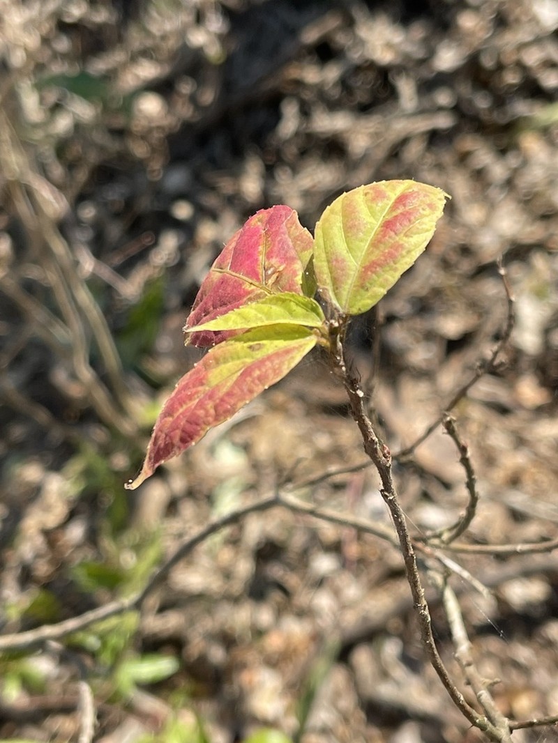Alchornea laxiflora photo 8