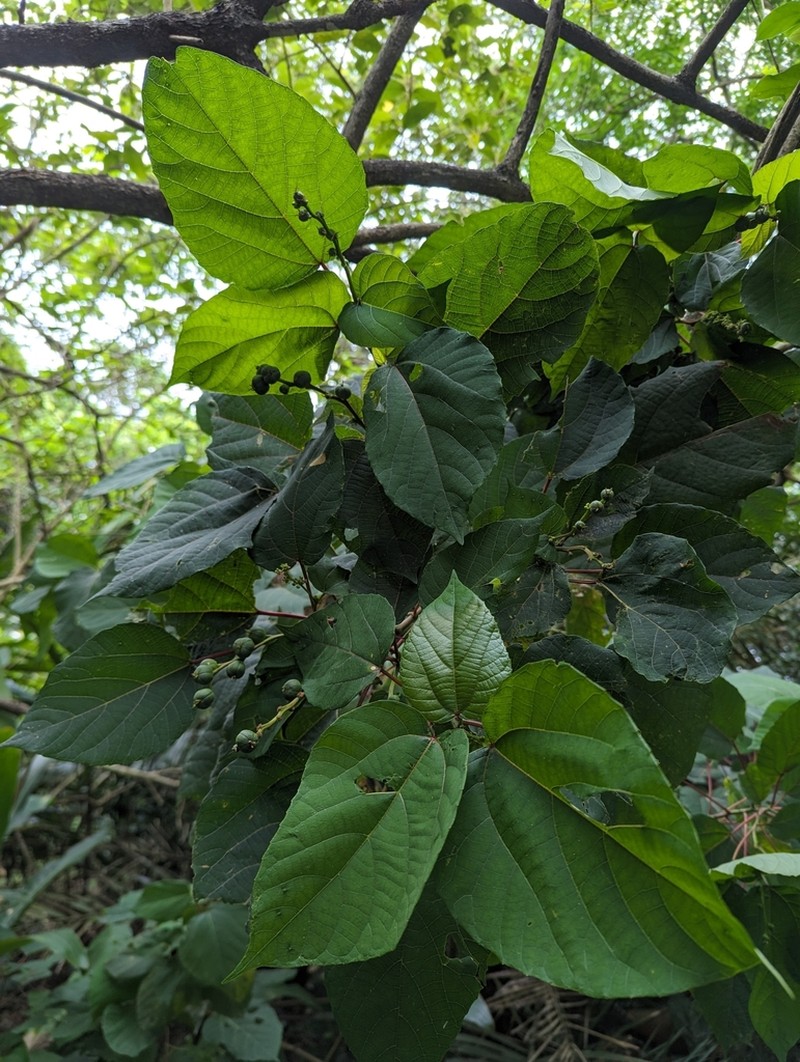 Alchornea liukiuensis