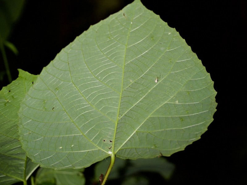 Alchornea liukiuensis photo 2
