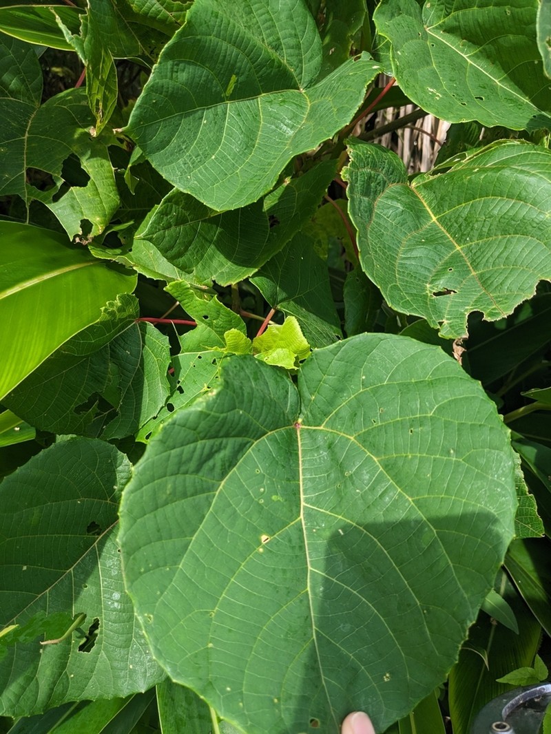 Alchornea liukiuensis photo 3
