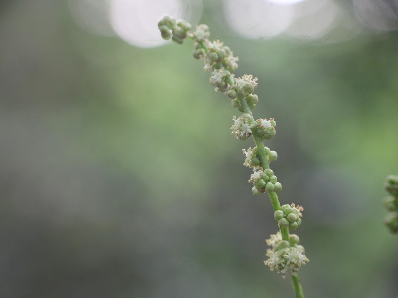 Alchornea liukiuensis photo 5