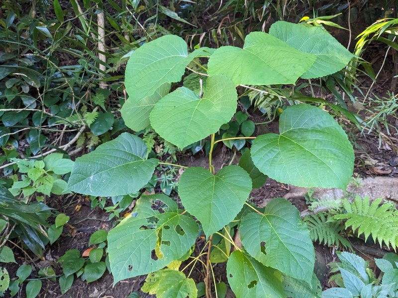 Alchornea liukiuensis photo 7