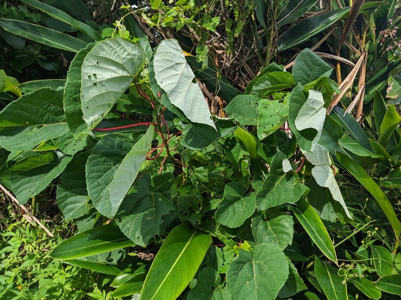 Alchornea liukiuensis photo 8