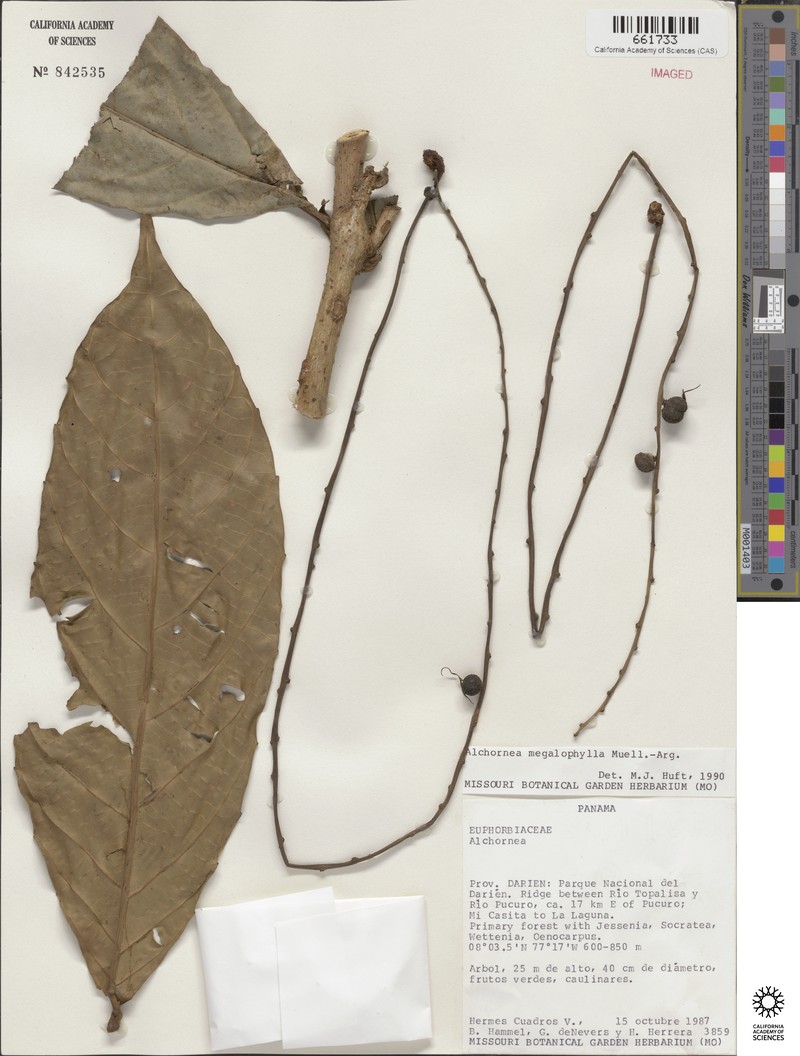 Alchornea megalophylla