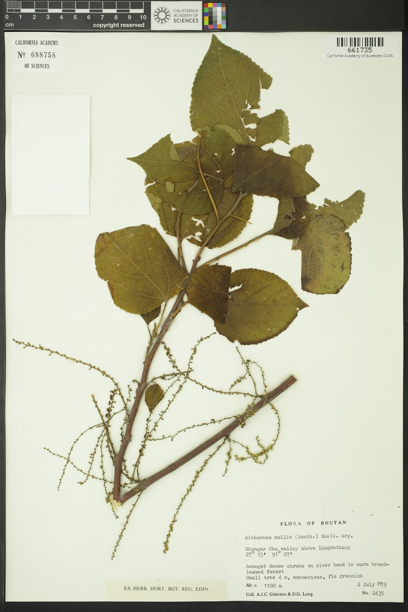 Alchornea mollis