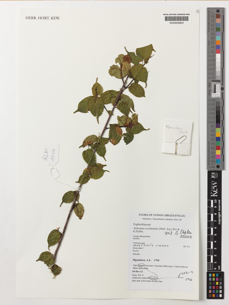 Alchornea occidentalis