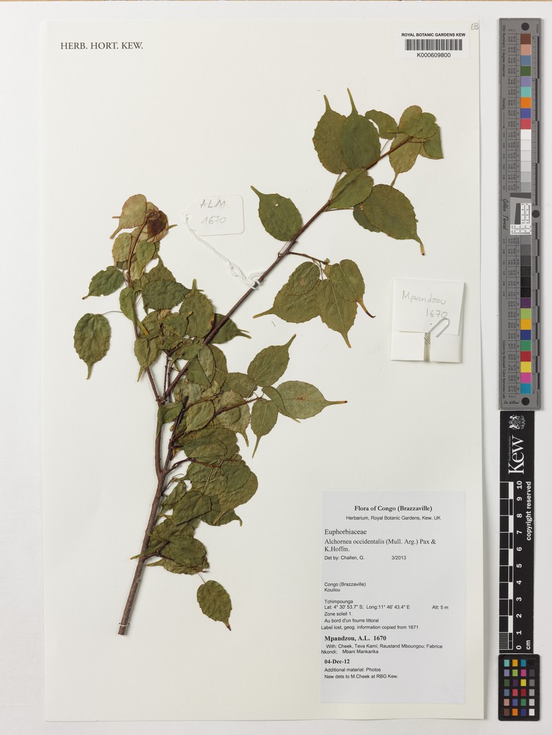 Alchornea occidentalis photo 2