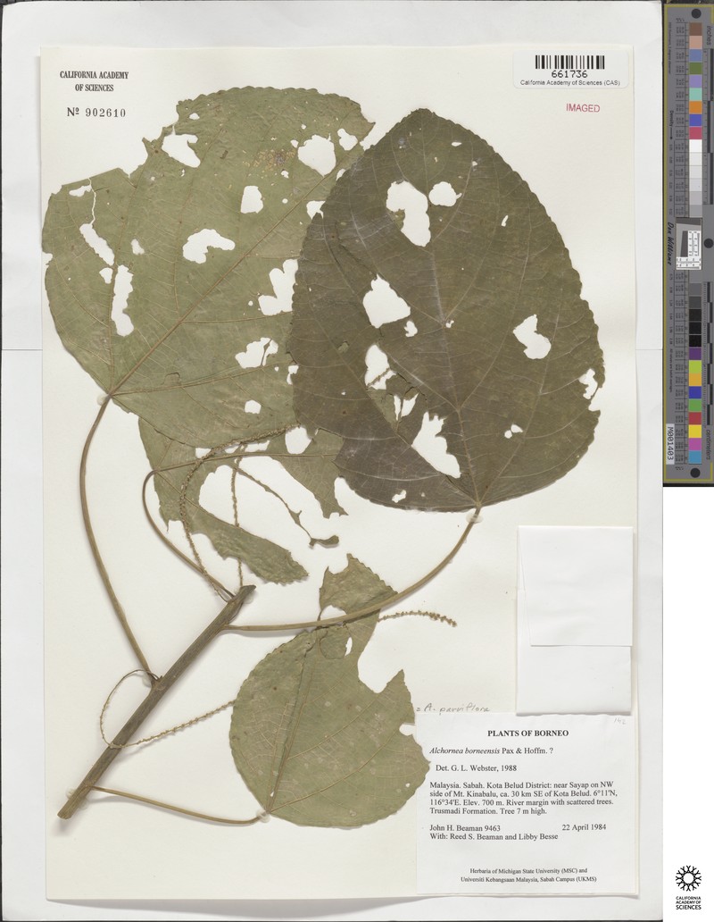 Alchornea parviflora