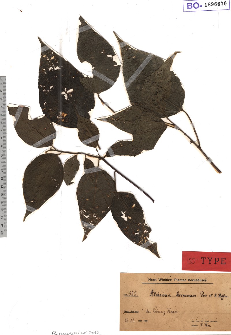 Alchornea parviflora photo 2