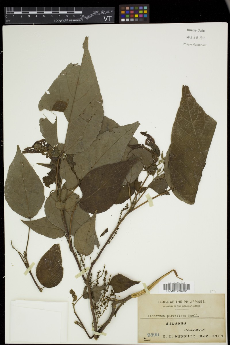 Alchornea parviflora photo 3