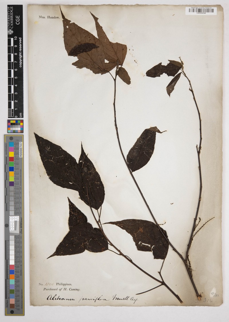 Alchornea parviflora photo 4