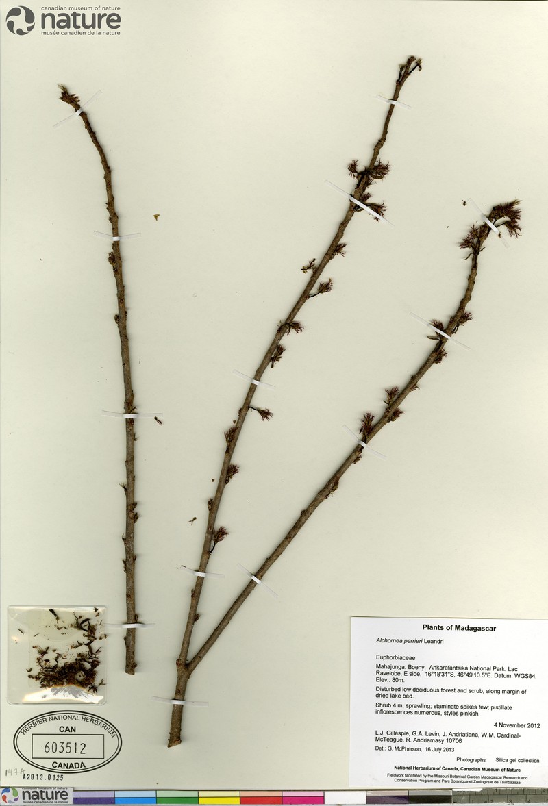 Alchornea perrieri