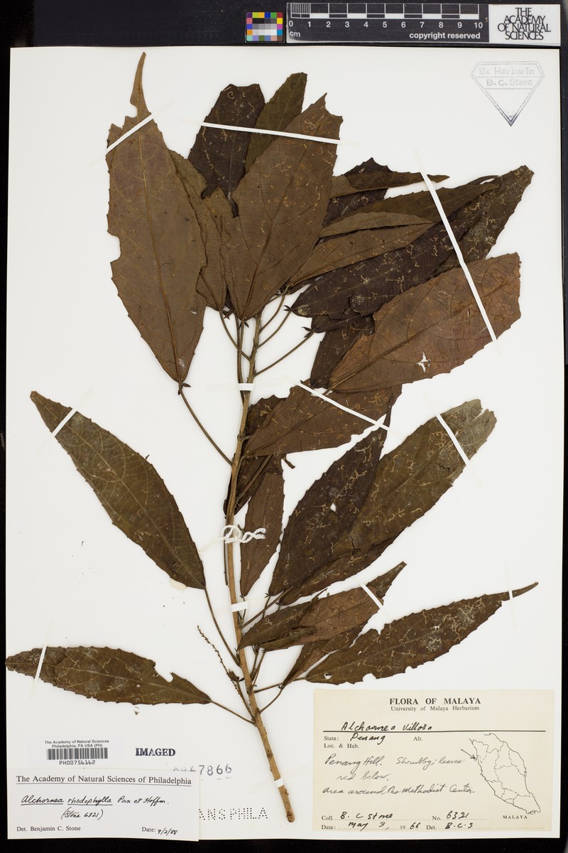 Alchornea rhodophylla