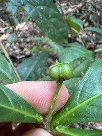 Alchornea rugosa