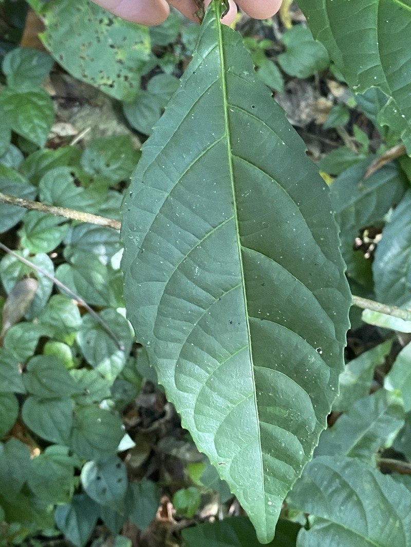 Alchornea rugosa photo 2