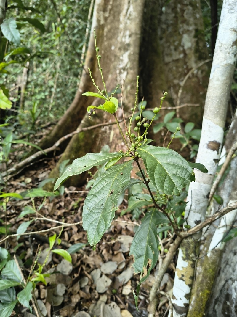 Alchornea rugosa photo 3