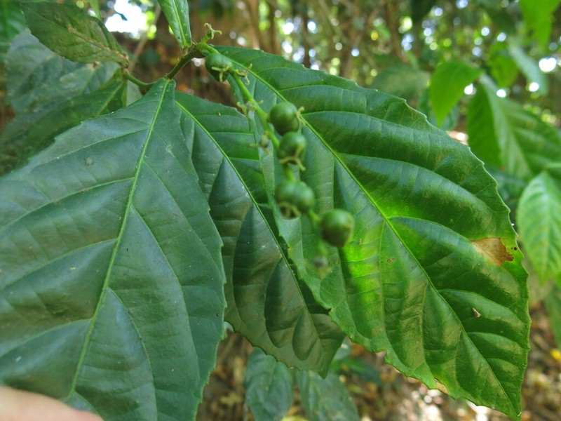 Alchornea rugosa photo 4