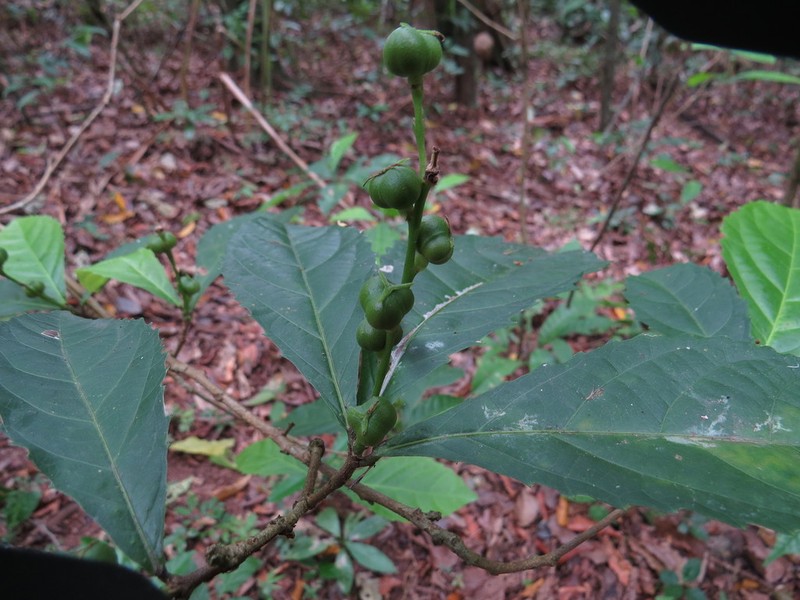 Alchornea rugosa photo 5