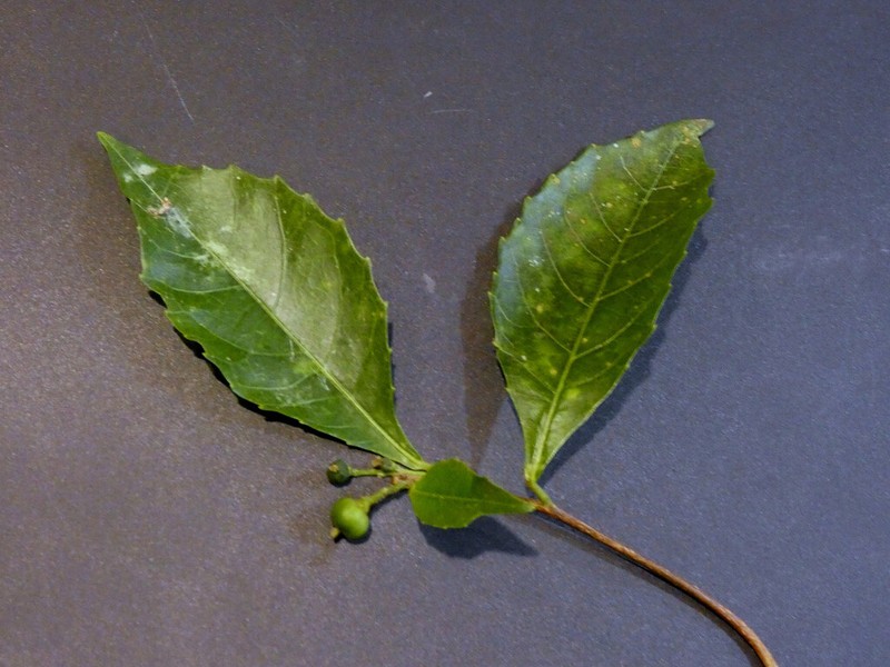 Alchornea rugosa photo 6