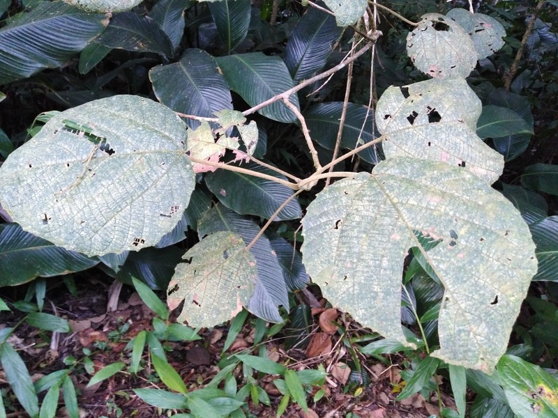 Alchornea sidifolia