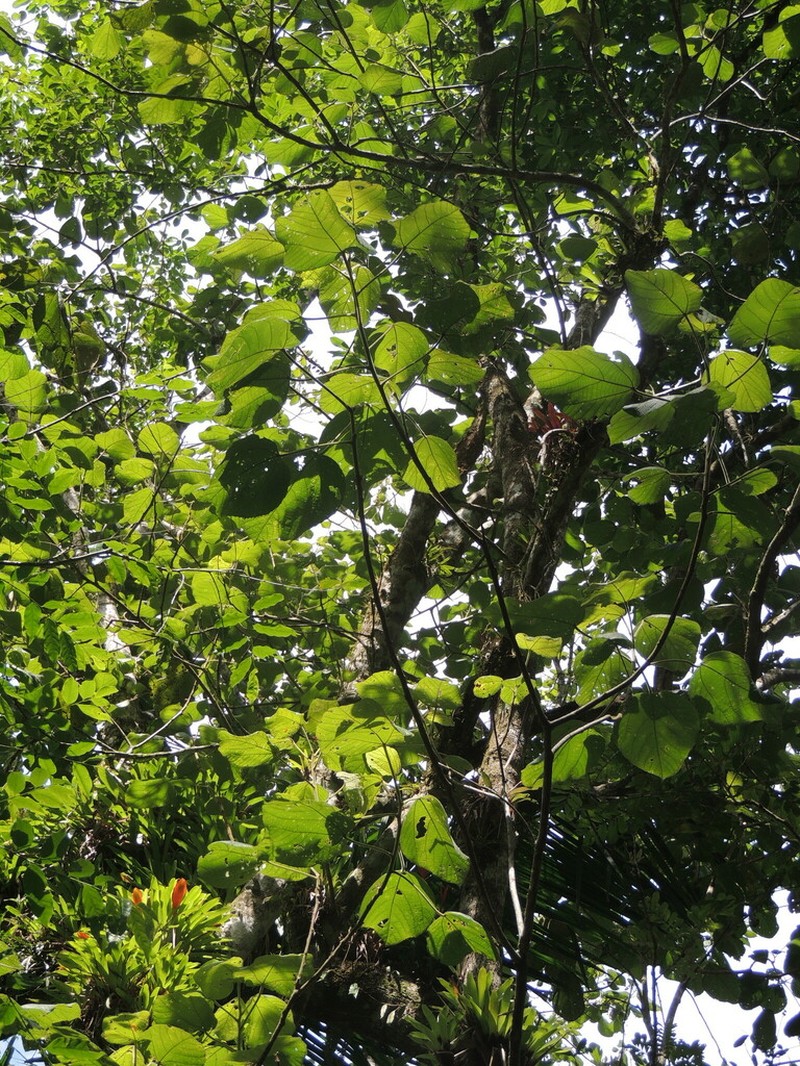 Alchornea sidifolia photo 2
