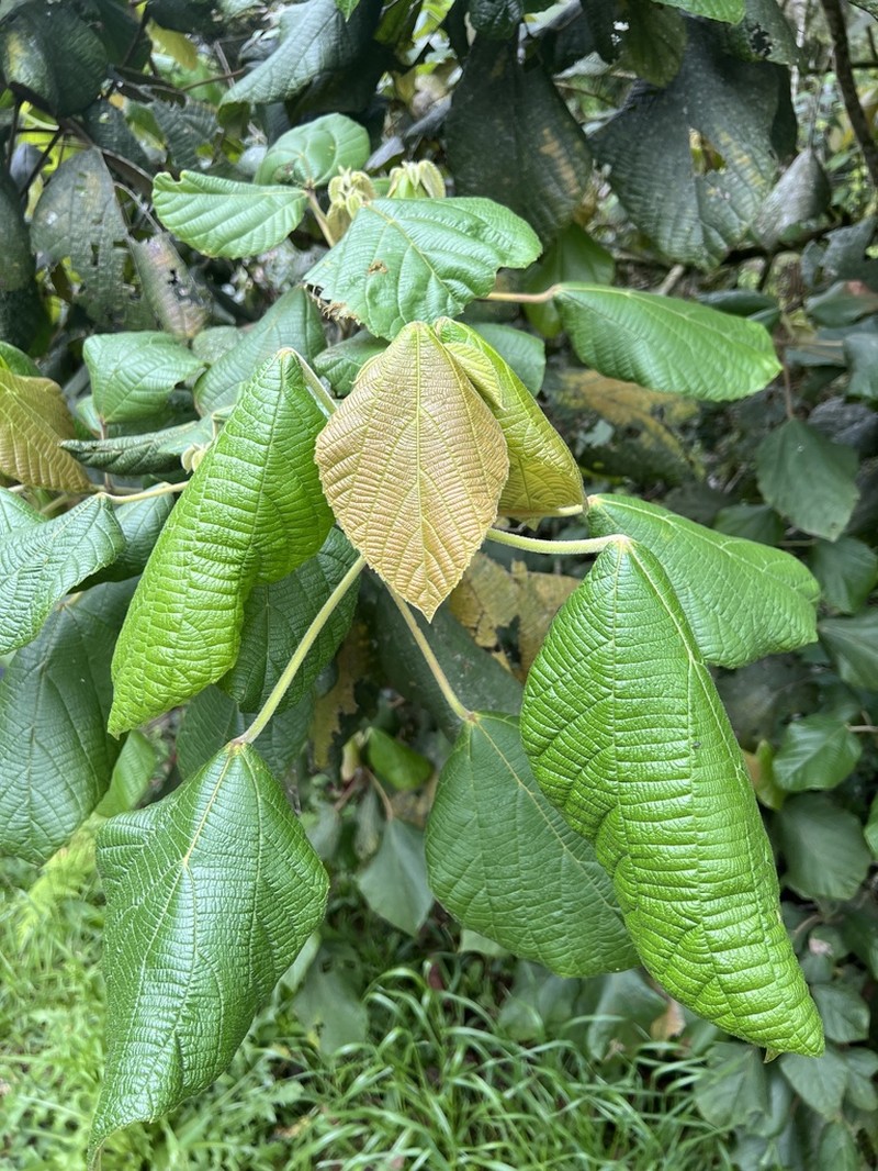 Alchornea sidifolia photo 3