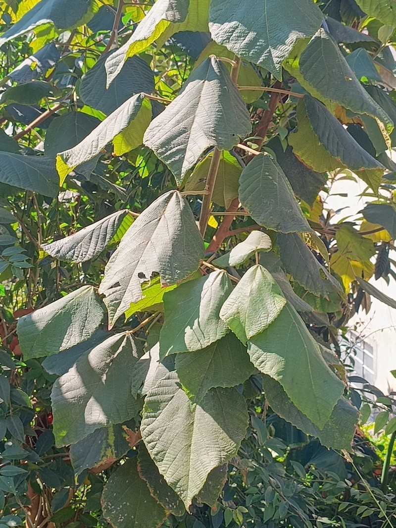 Alchornea sidifolia photo 4