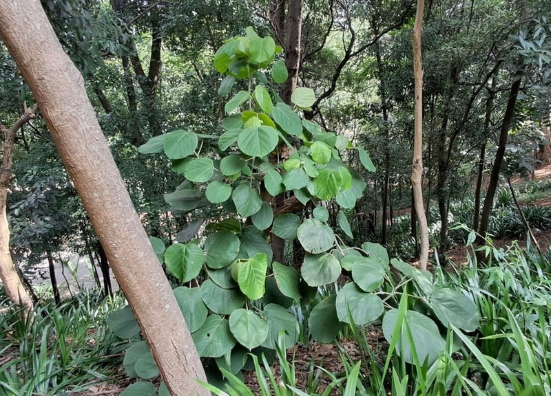 Alchornea sidifolia photo 6