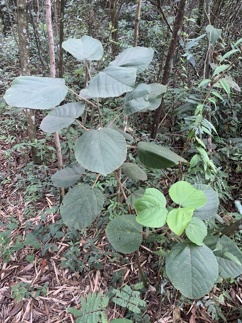 Alchornea sidifolia photo 7