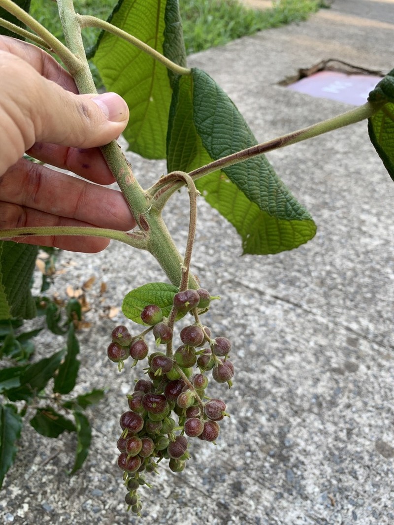 Alchornea sidifolia photo 8