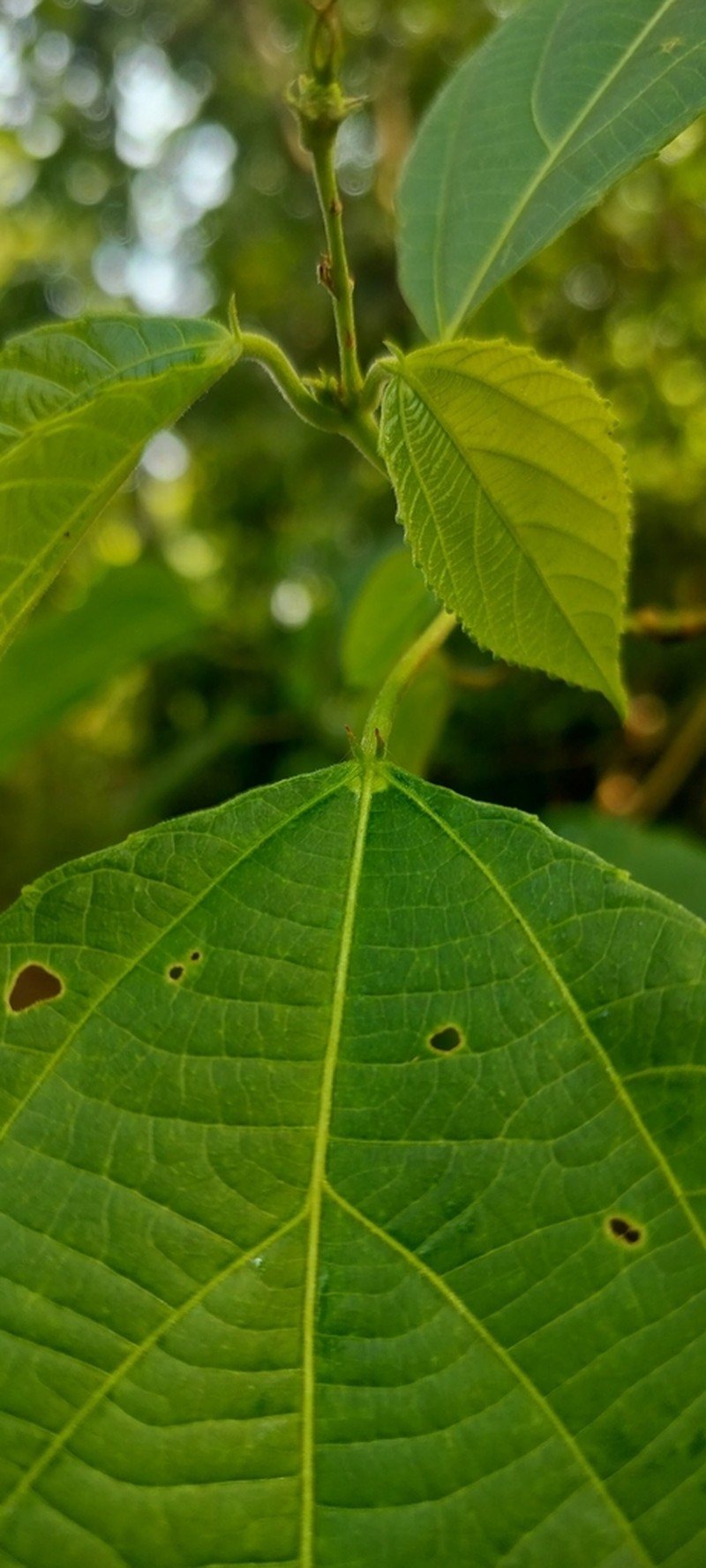 Alchornea tiliifolia photo 2