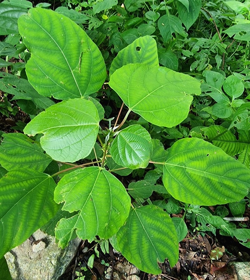 Alchornea tiliifolia photo 3