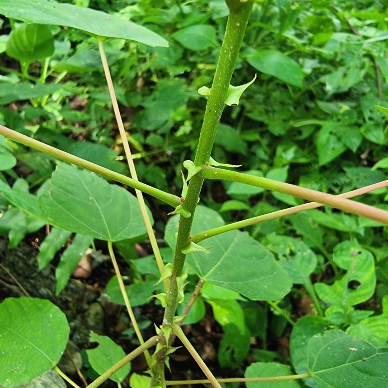 Alchornea tiliifolia photo 5