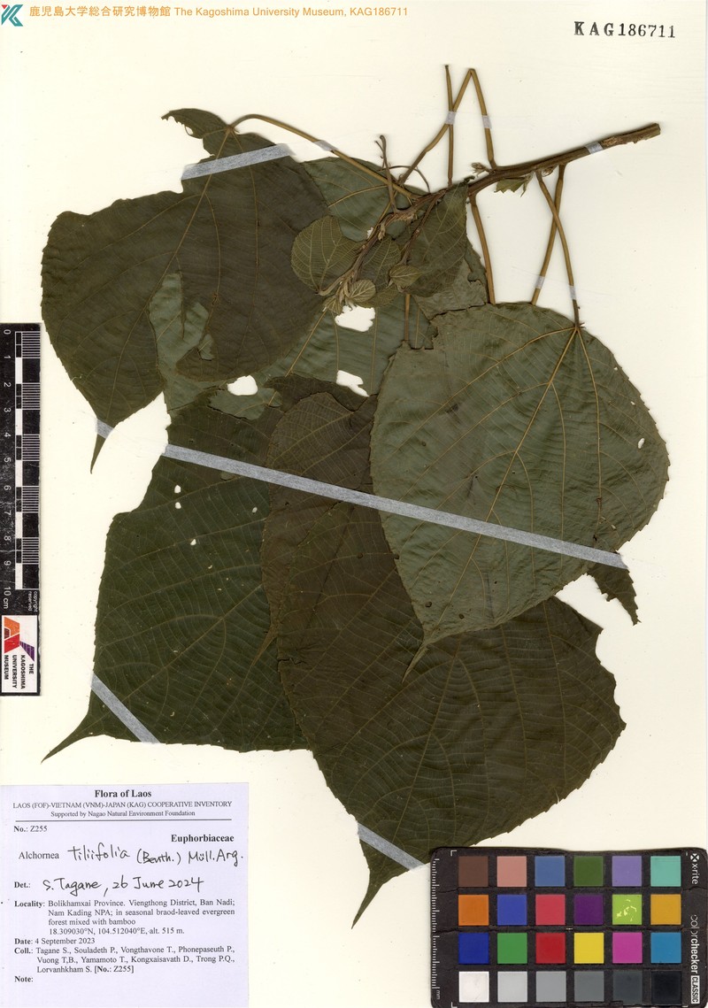 Alchornea tiliifolia photo 6