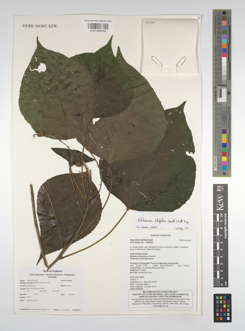 Alchornea tiliifolia photo 7