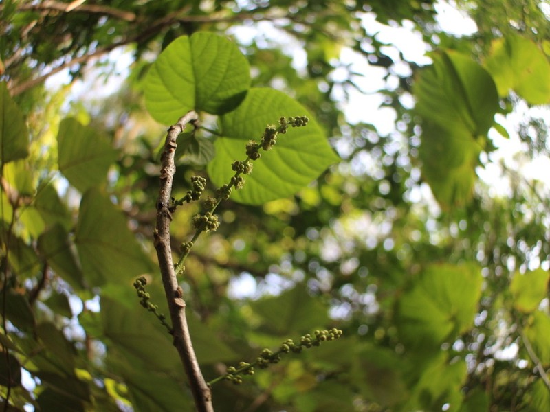 Alchornea trewioides