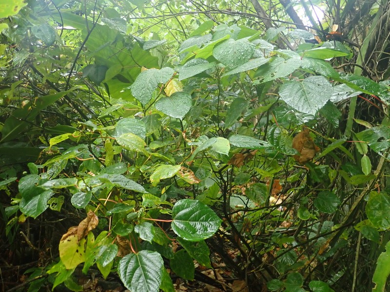 Alchornea trewioides photo 3