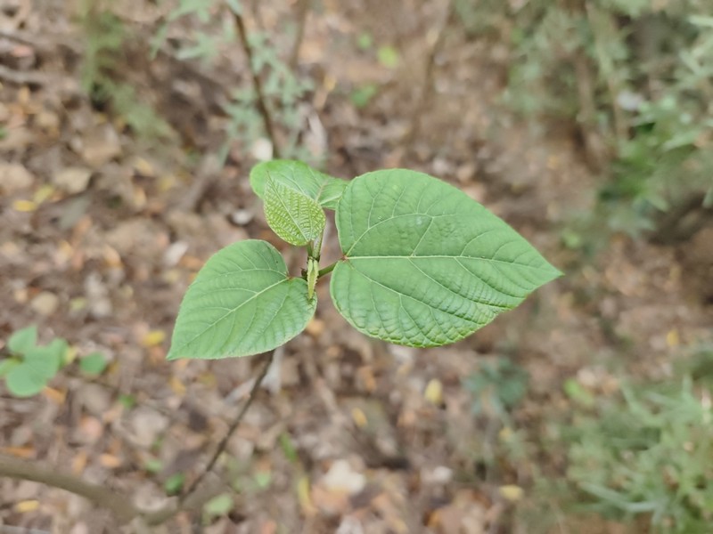 Alchornea trewioides photo 4