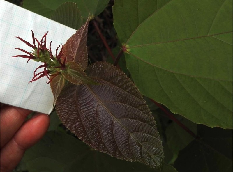 Alchornea trewioides photo 8