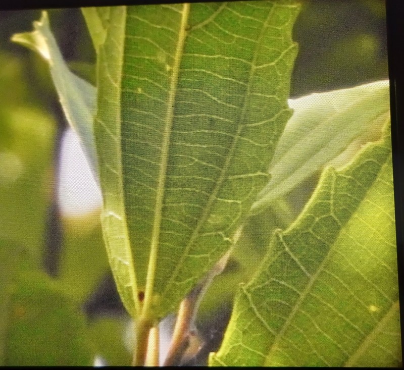 Alchornea triplinervia photo 7