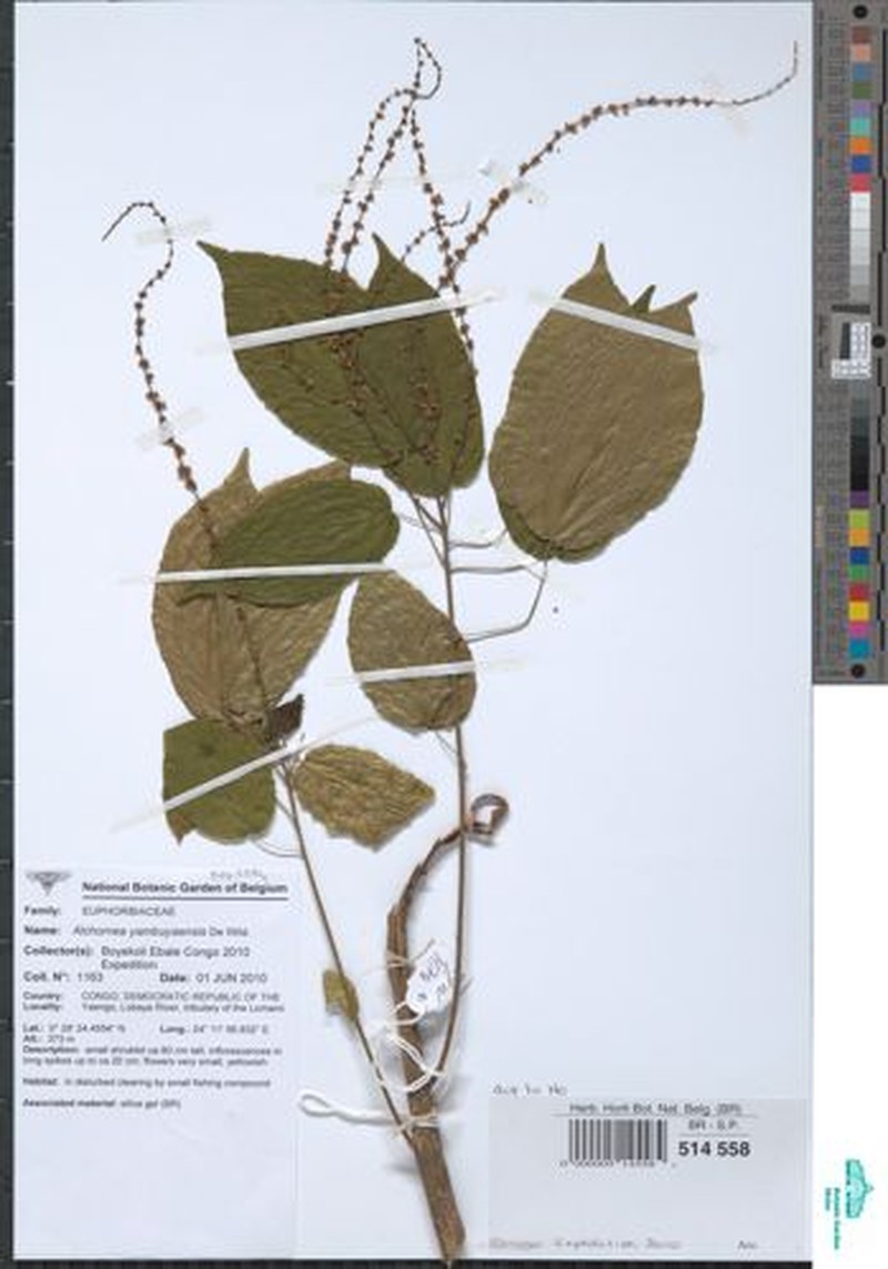 Alchornea yambuyaensis