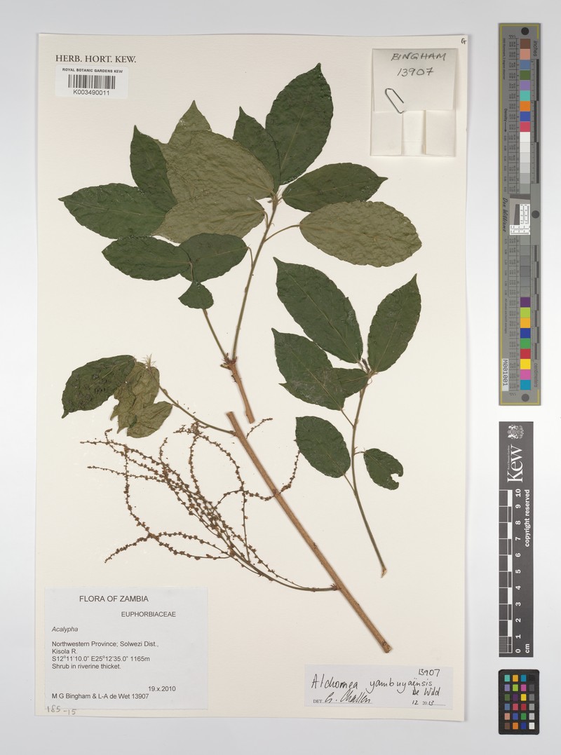 Alchornea yambuyaensis photo 2