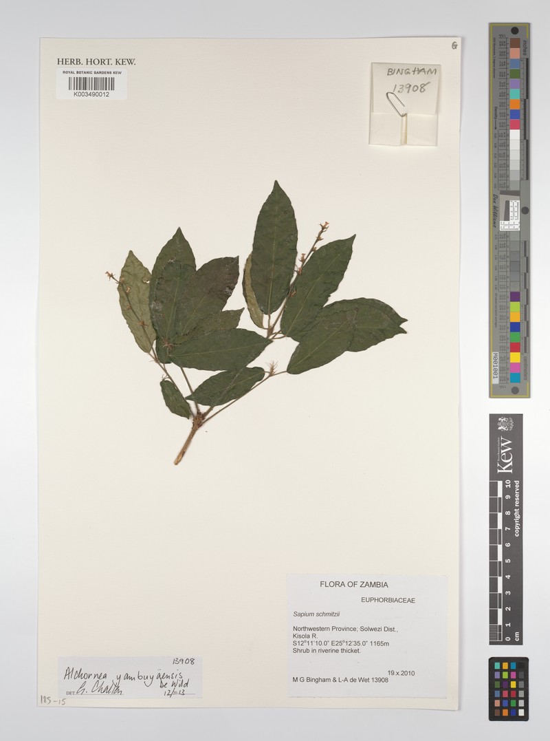 Alchornea yambuyaensis photo 3