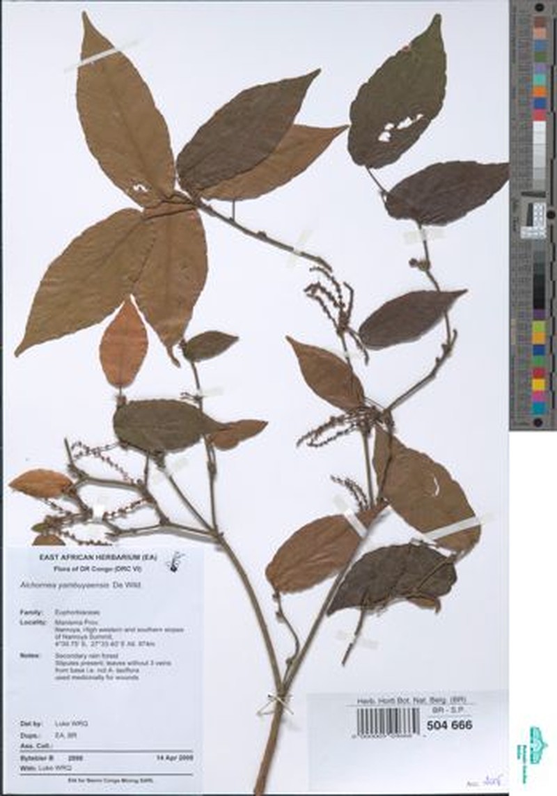 Alchornea yambuyaensis photo 4