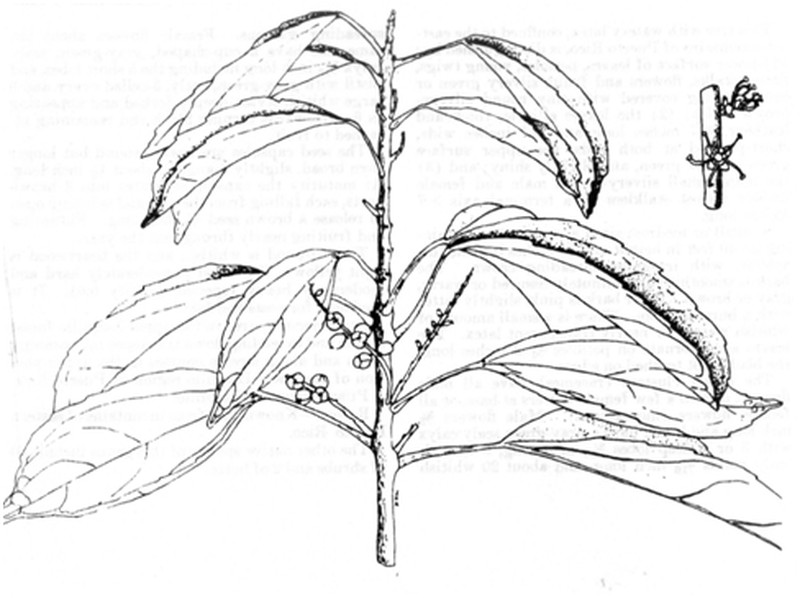 Puerto Rico Palo De Gallina